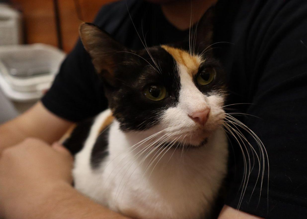 Flower, an adopted Domestic Short Hair in San Juan, PR image 5/6