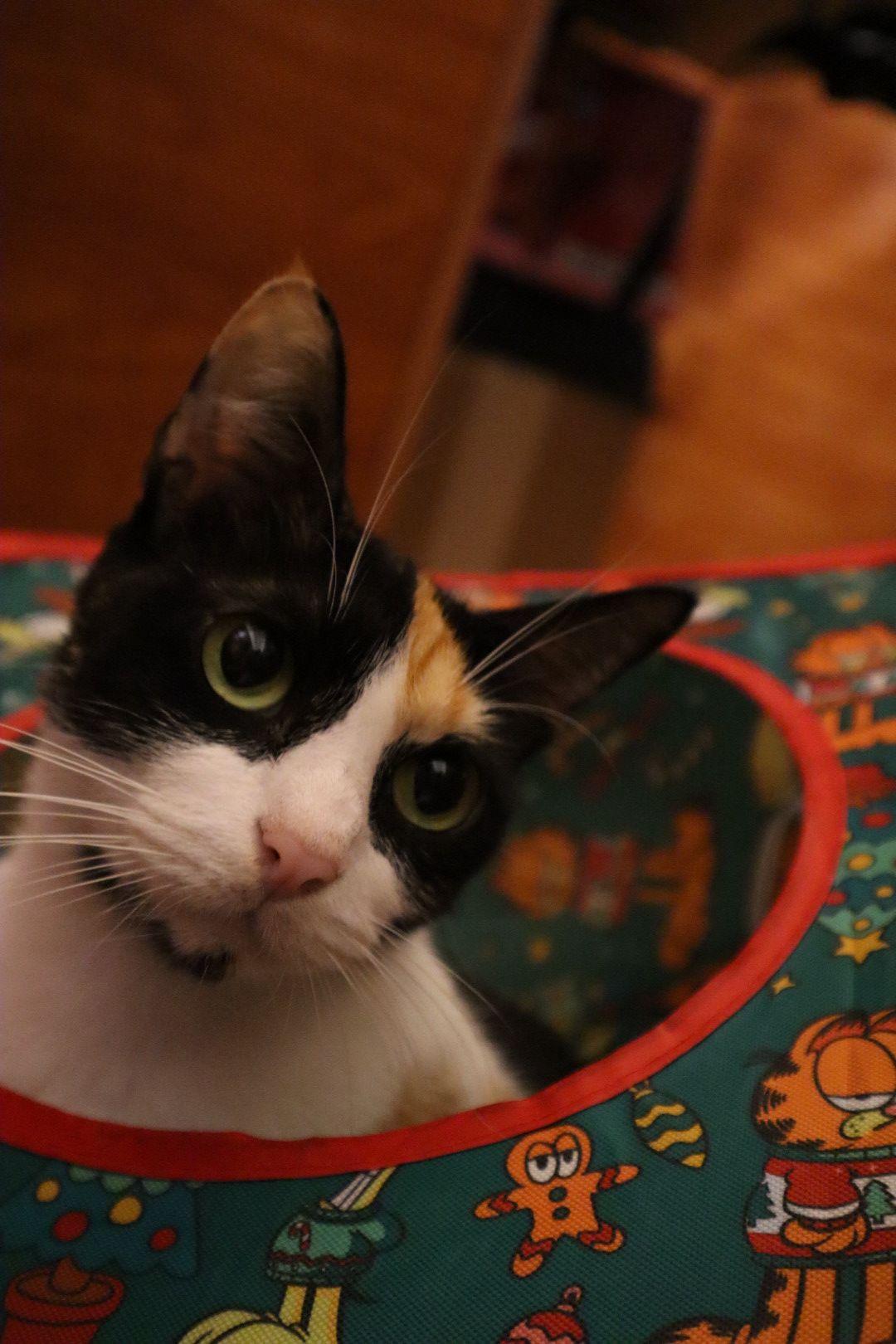 Flower, adopted, Young Female Domestic Short Hair.