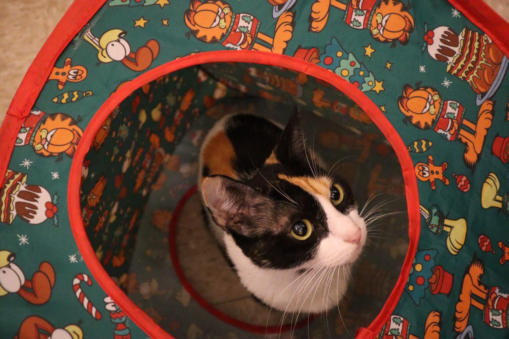 Flower, an adopted Domestic Short Hair in San Juan, PR image 2/6