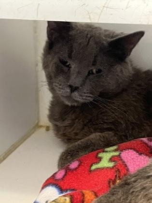 Enlarge Greg, a Adoptable mixed breed in Beatrice, NE image 1/1