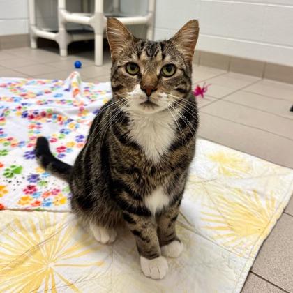 Zuko, Adoptable, Young Male Domestic Short Hair & Domestic Short Hair.