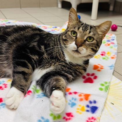 Zuko, Adoptable, Young Male Domestic Short Hair & Domestic Short Hair.