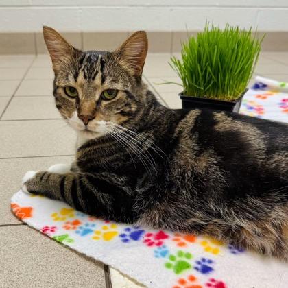 Zuko, a Adoptable mixed breed in Traverse City, MI image 2/3