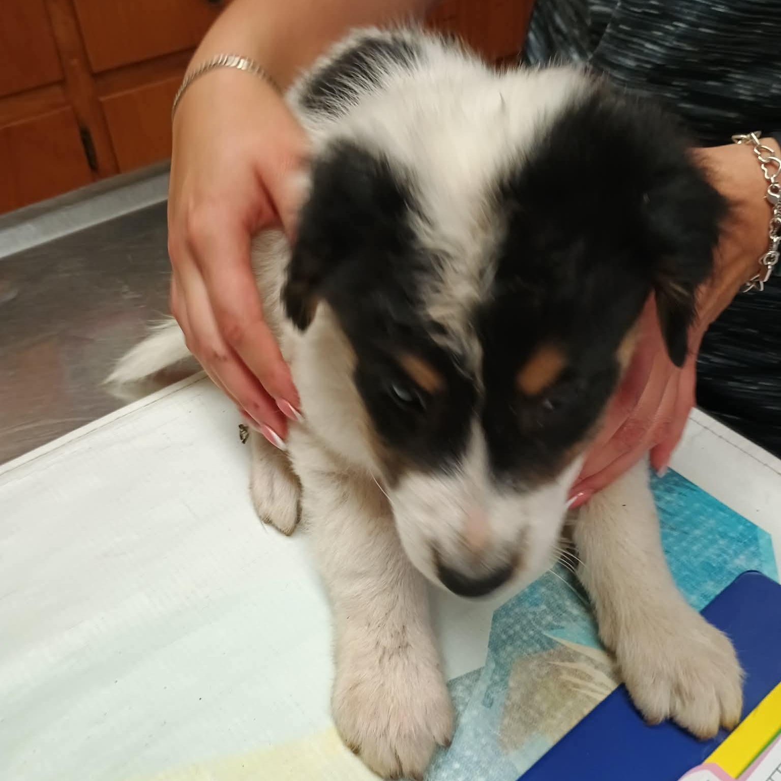 Shem, a ADOPTABLE mixed breed in Amarillo, TX image 5/6
