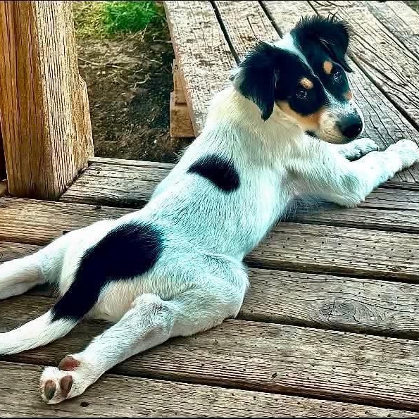 Shem, ADOPTABLE, Puppy Male Australian Shepherd & Australian Cattle Dog / Blue Heeler.