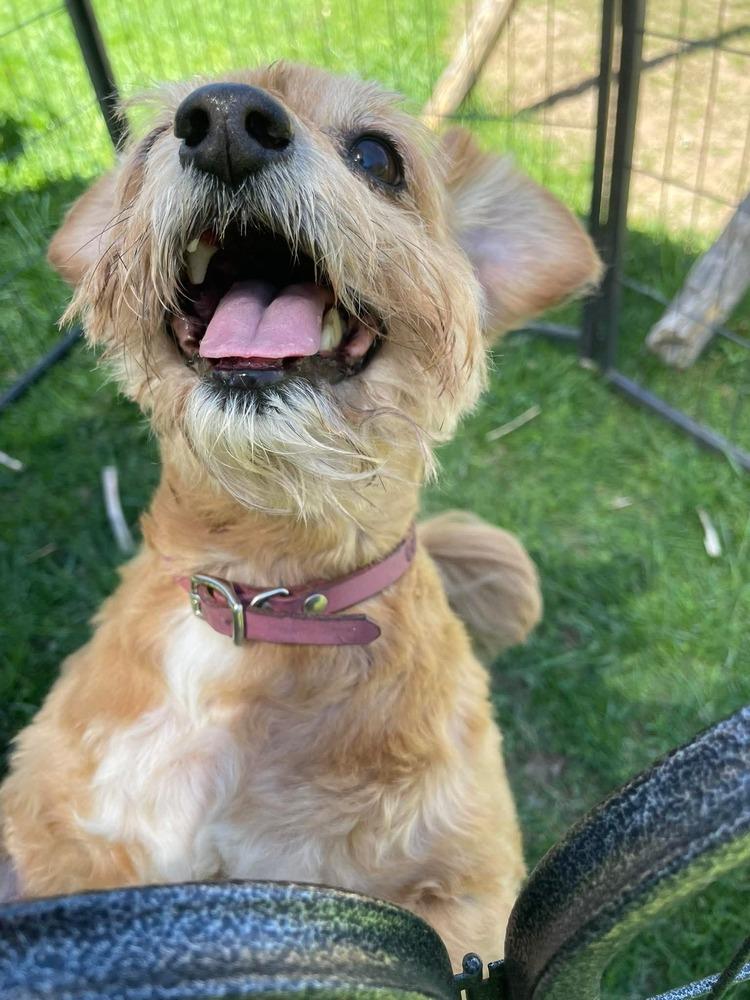 Cancho, Adoptable, Adult Male Maltese & Terrier.