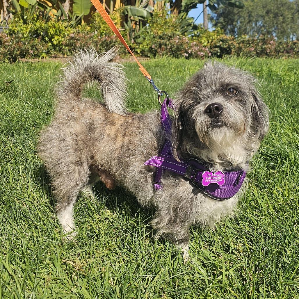 Mortimer, Adoptable, Adult Male Terrier.