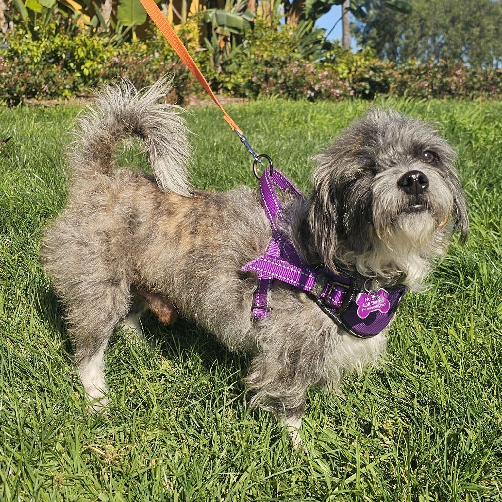 Mortimer, a Adoptable Terrier in Apple Valley, CA image 2/3