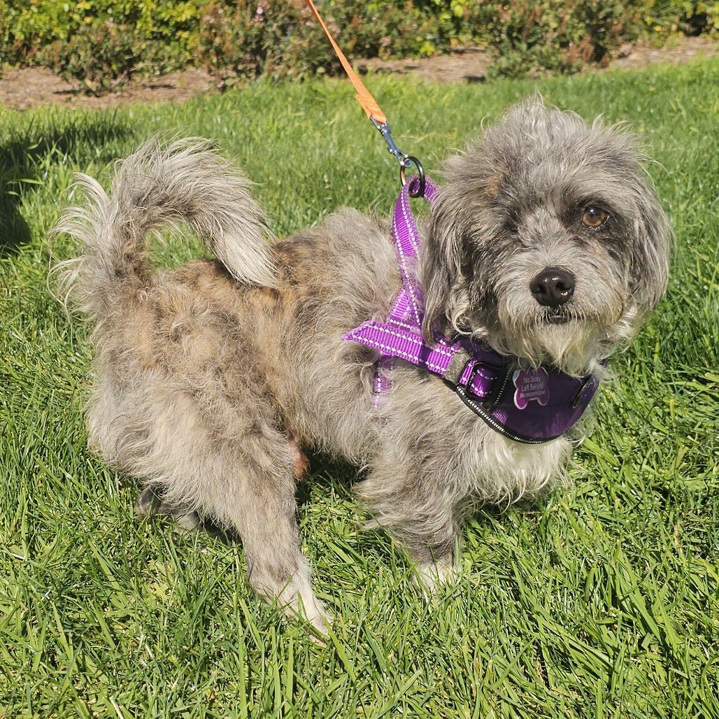 Mortimer, a Adoptable Terrier in Apple Valley, CA image 3/3