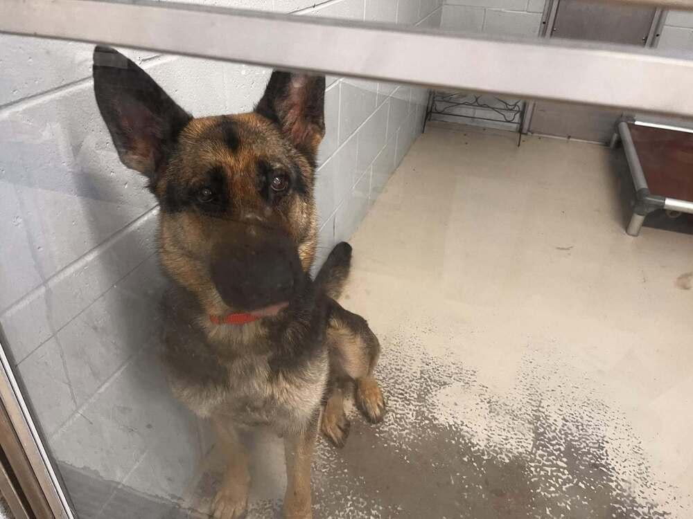 Enlarge Tawny (courtesy post), a Adoptable German Shepherd Dog in Suamico, WI image 1/1