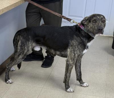 FIDO, Adoptable, Adult Male Mastiff & Mixed Breed.