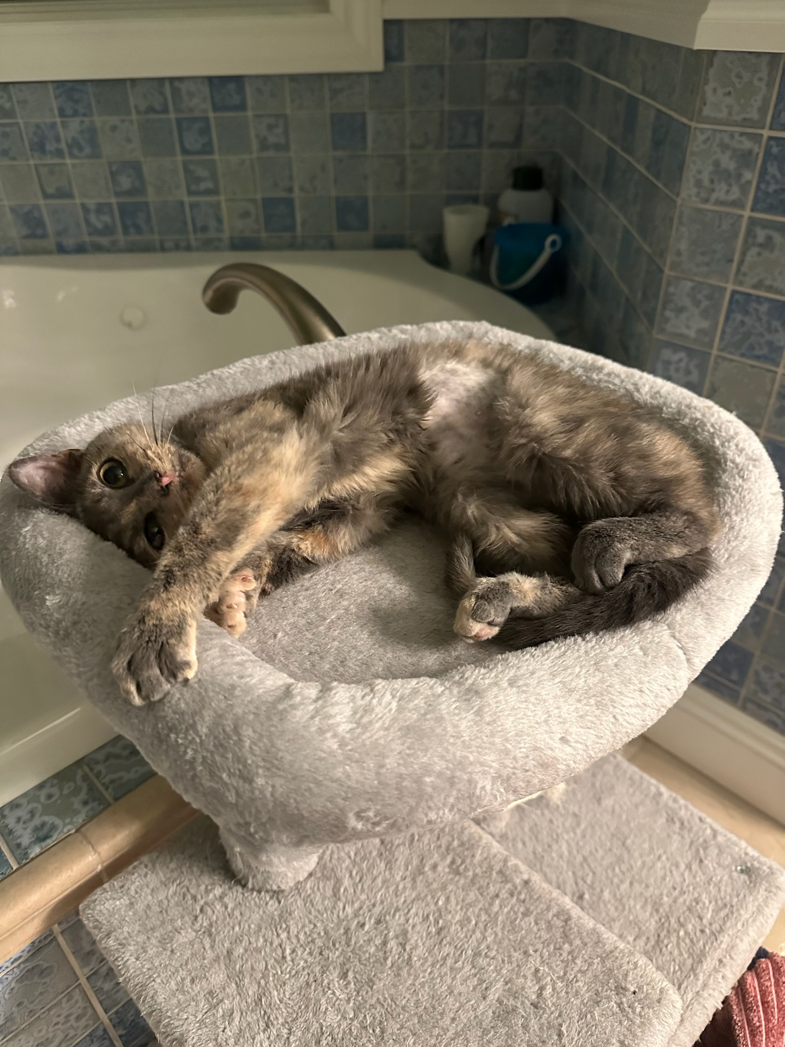 Kylie, a Adopted mixed breed in Hartville, OH image 2/6