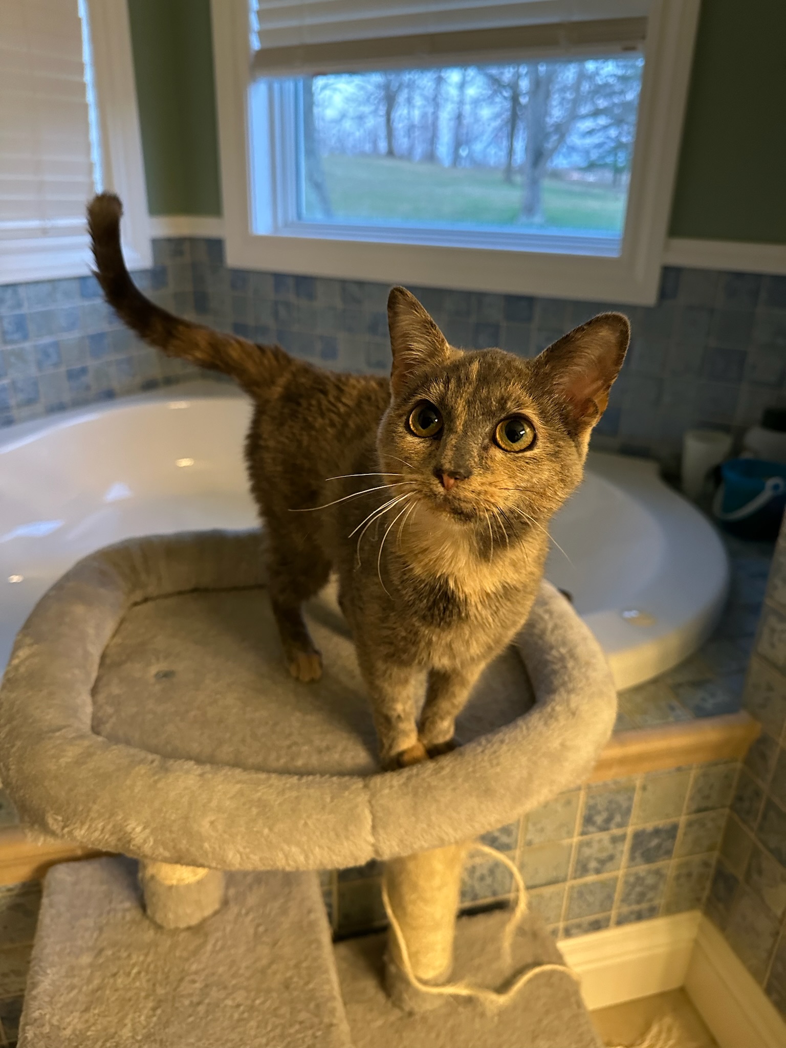 Kylie, a Adopted mixed breed in Hartville, OH image 3/6