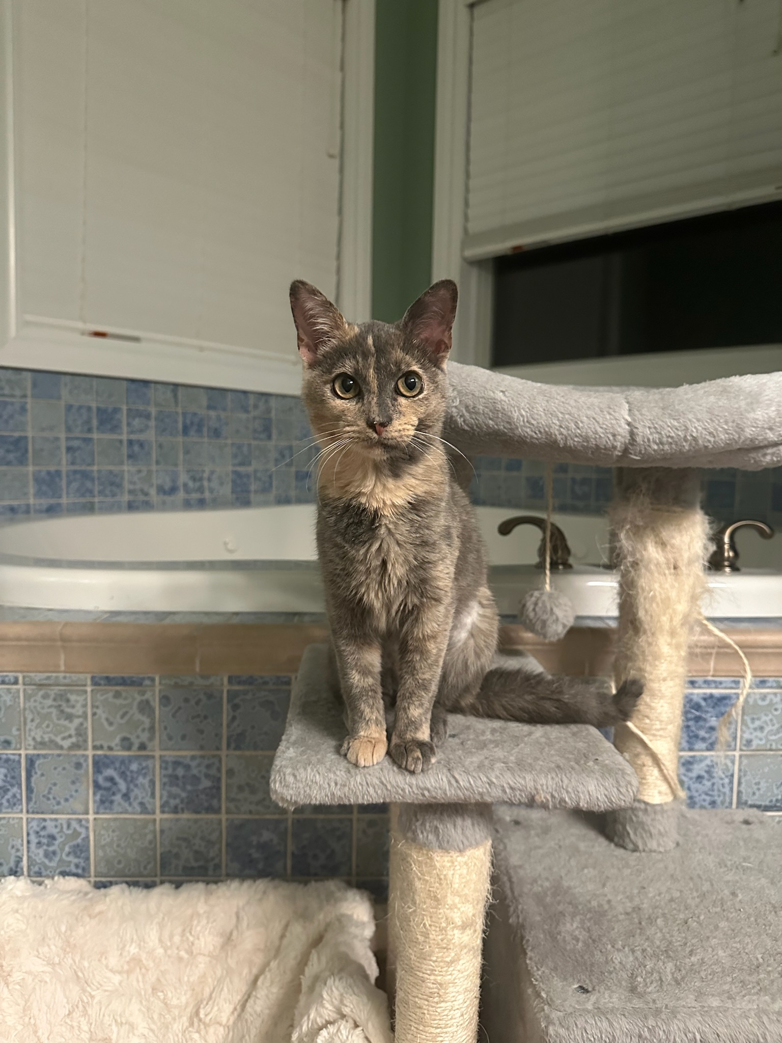 Kylie, a Adopted mixed breed in Hartville, OH image 4/6