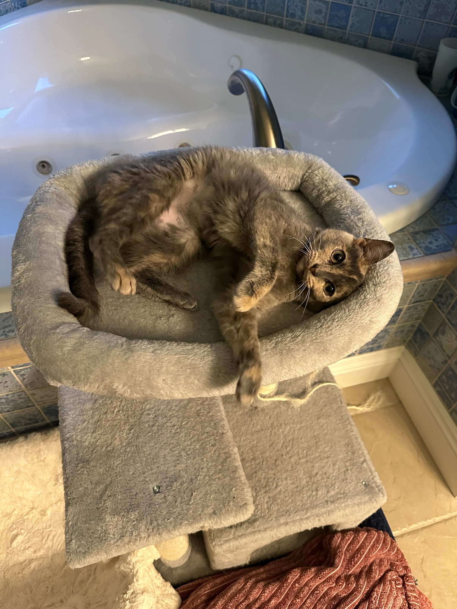 Kylie, a Adopted mixed breed in Hartville, OH image 5/6