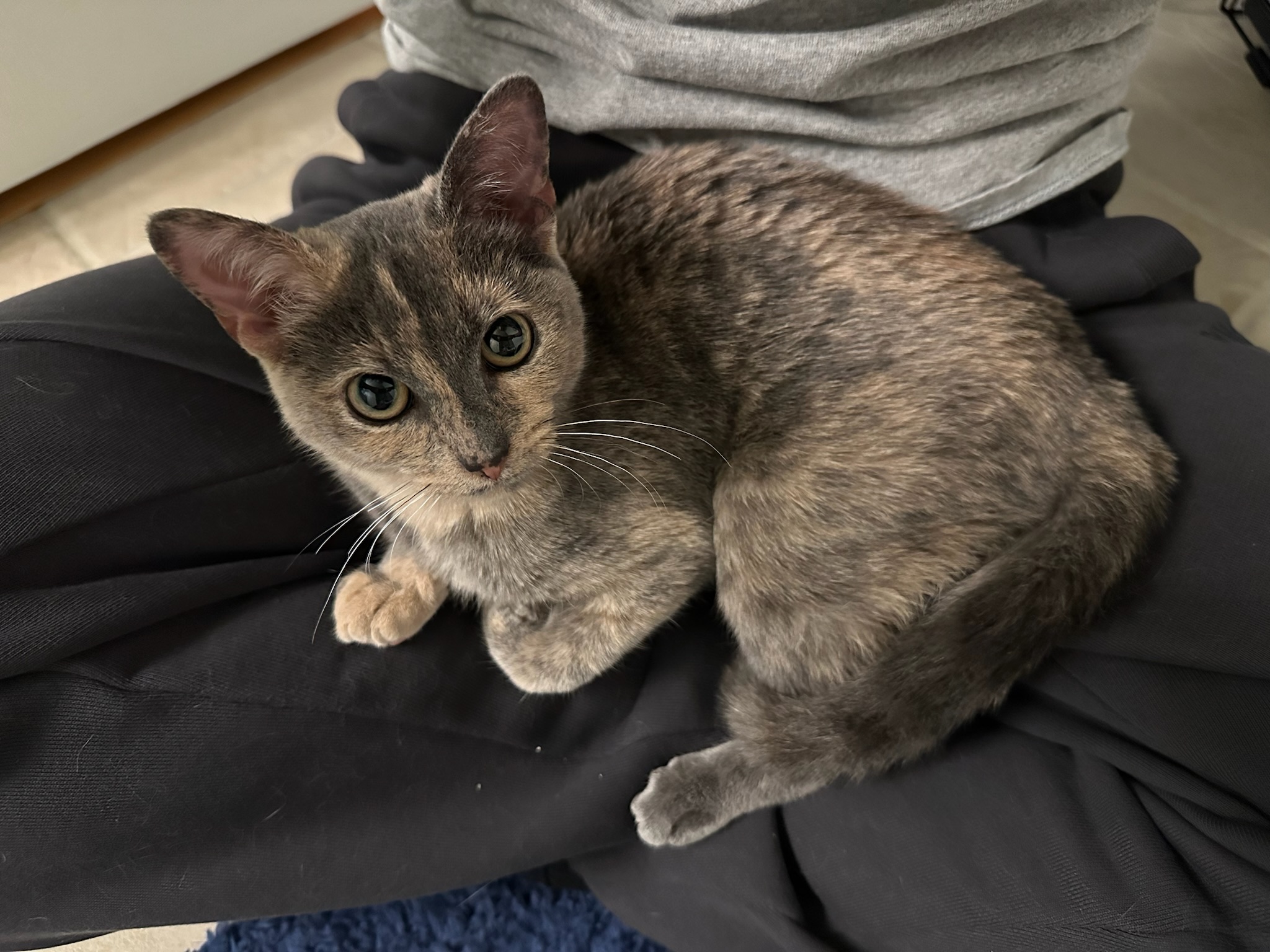 Kylie, a Adopted mixed breed in Hartville, OH image 6/6