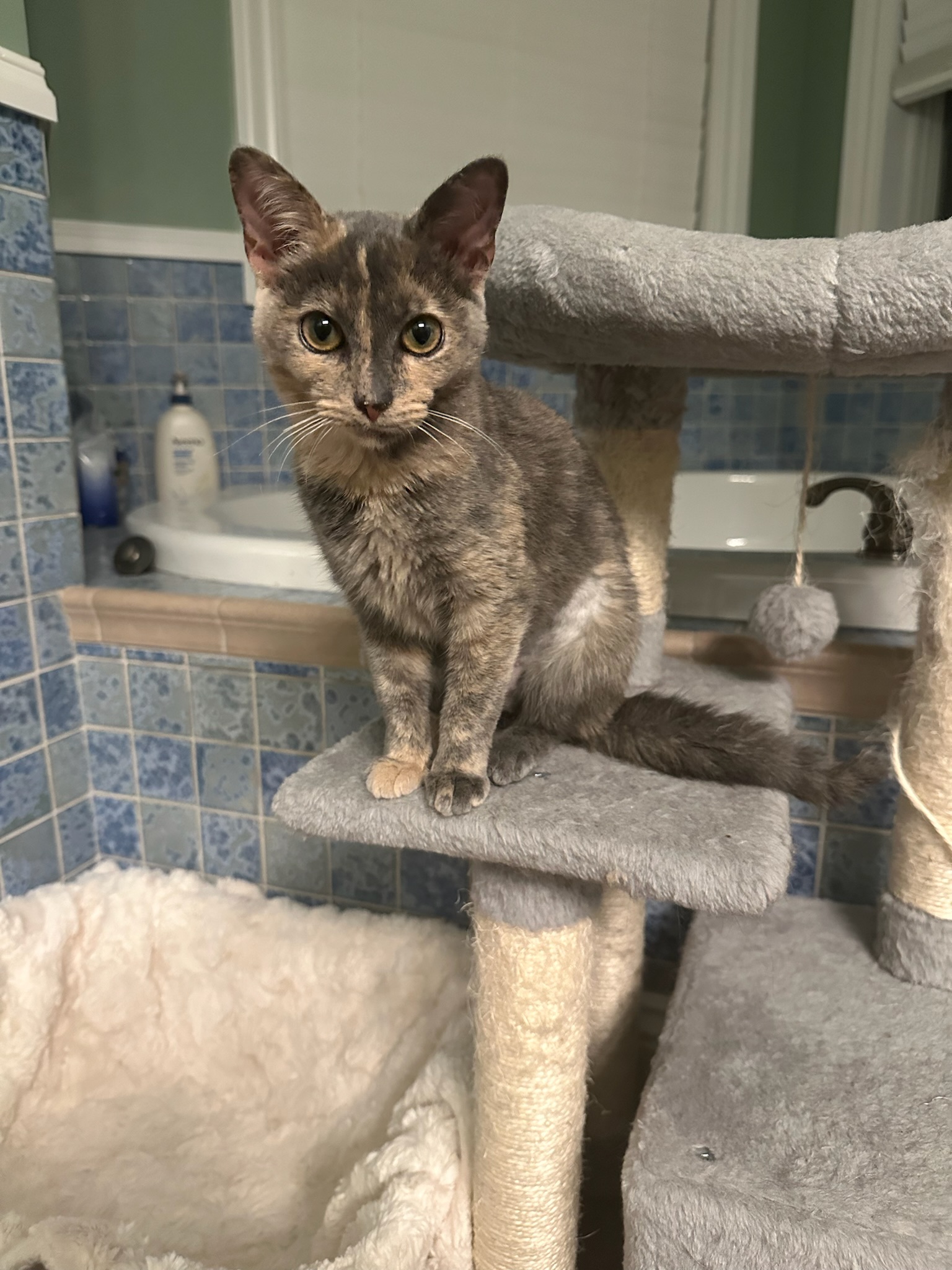 Kylie, Adopted, Young Female Dilute Tortoiseshell & Domestic Short Hair.