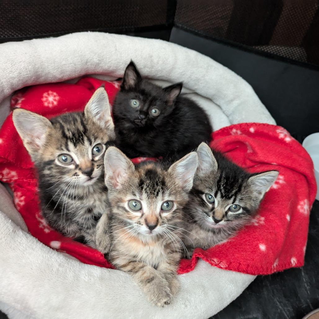 Jif C66646, a Adoptable Domestic Short Hair in Minnetonka, MN image 1/6