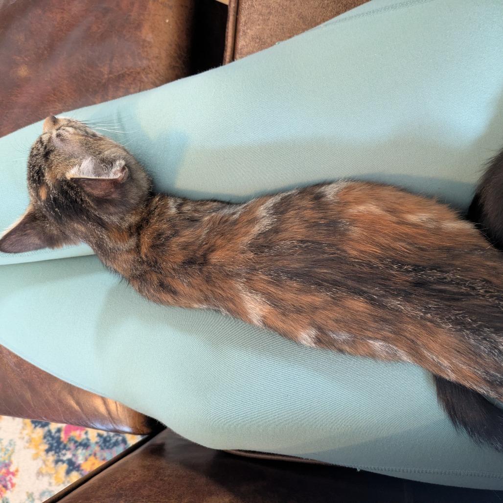 Jif C66646, a Adoptable Domestic Short Hair in Minnetonka, MN image 2/6