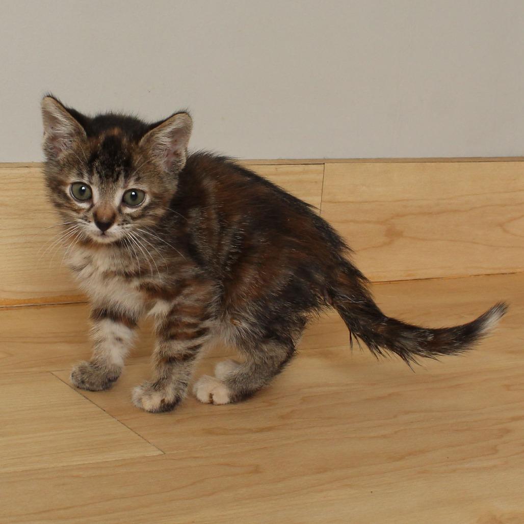 Jif C66646, a Adoptable Domestic Short Hair in Minnetonka, MN image 3/6