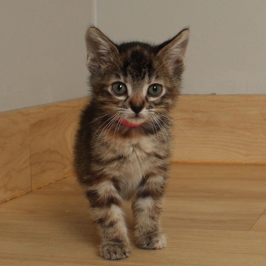 Jif C66646, a Adoptable Domestic Short Hair in Minnetonka, MN image 4/6