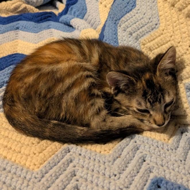 Jif C66646, a Adoptable Domestic Short Hair in Minnetonka, MN image 5/6