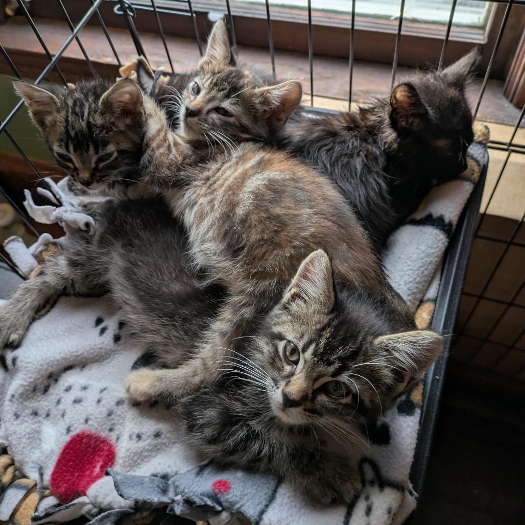 Jif C66646, a Adoptable Domestic Short Hair in Minnetonka, MN image 6/6