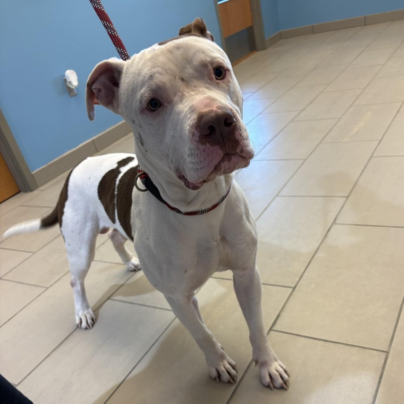 26-0423 "Fred", ADOPTABLE, Adult Male Pit Bull Terrier.