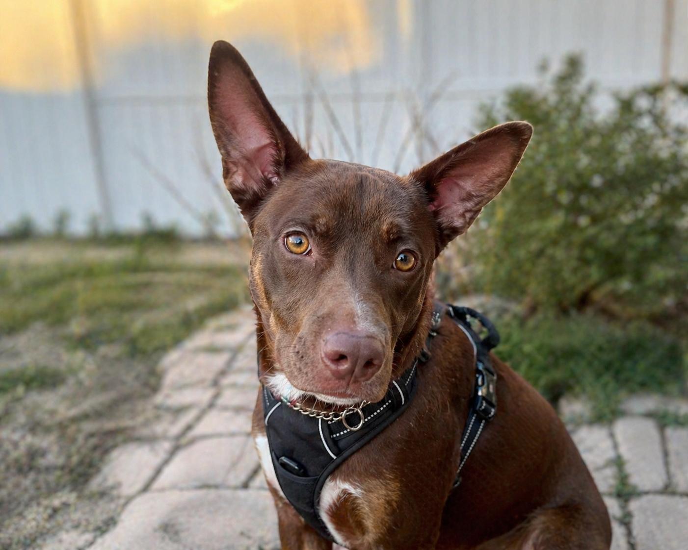 Doberman Pinschers for Adoption in Zellwood, Florida | Petfinder