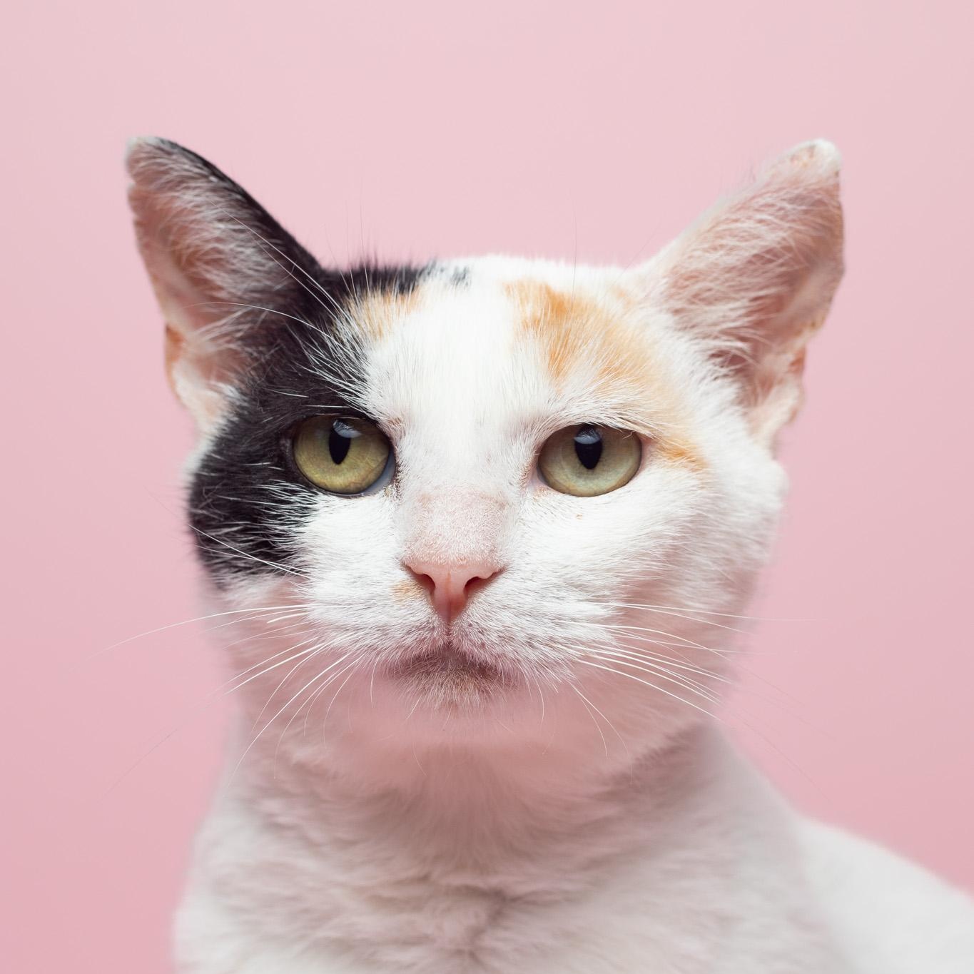 Enlarge Wisteria at Fat Cat Cafe, a ADOPTABLE Domestic Short Hair in Tallahassee, FL image 1/6