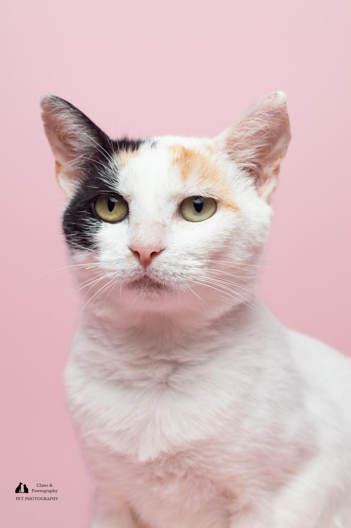 Enlarge Wisteria at Fat Cat Cafe, a ADOPTABLE Domestic Short Hair in Tallahassee, FL image 5/6