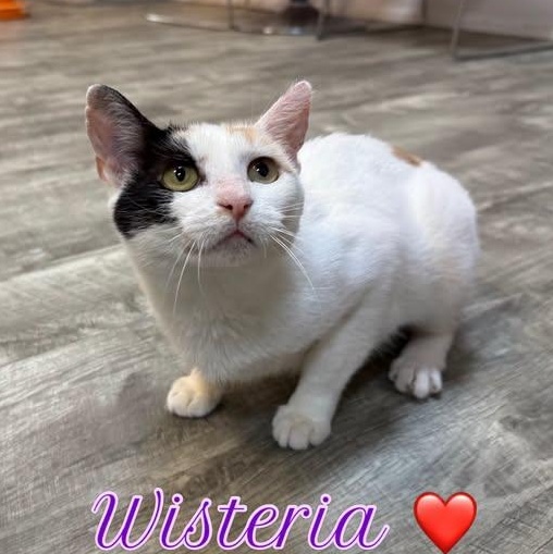Enlarge Wisteria at Fat Cat Cafe, a ADOPTABLE Domestic Short Hair in Tallahassee, FL image 2/6