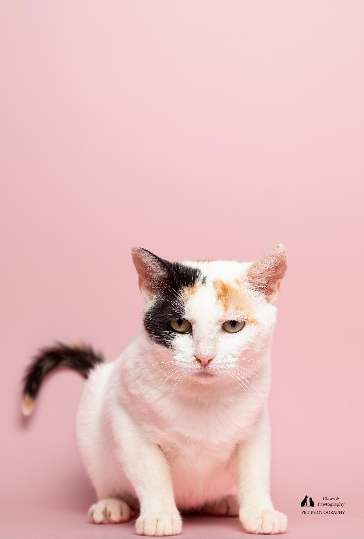 Enlarge Wisteria at Fat Cat Cafe, a ADOPTABLE Domestic Short Hair in Tallahassee, FL image 6/6