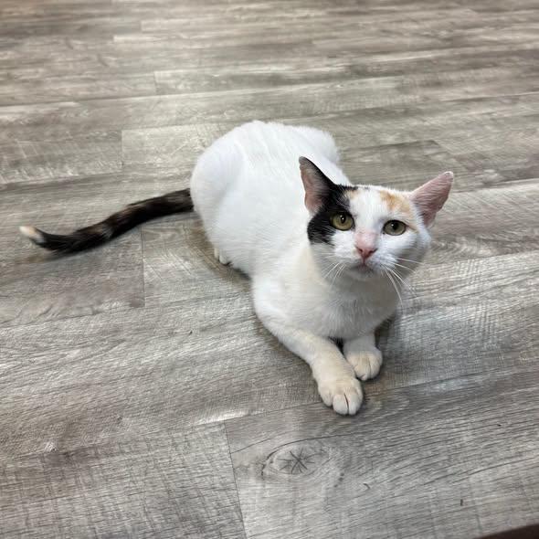 Enlarge Wisteria at Fat Cat Cafe, a ADOPTABLE Domestic Short Hair in Tallahassee, FL image 3/6