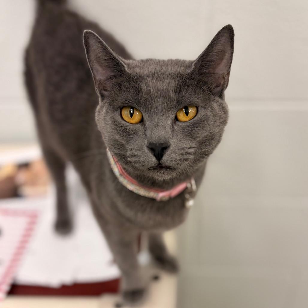 Enlarge Cleopatra, a Adoptable Domestic Short Hair in Marshall, VA image 1/3