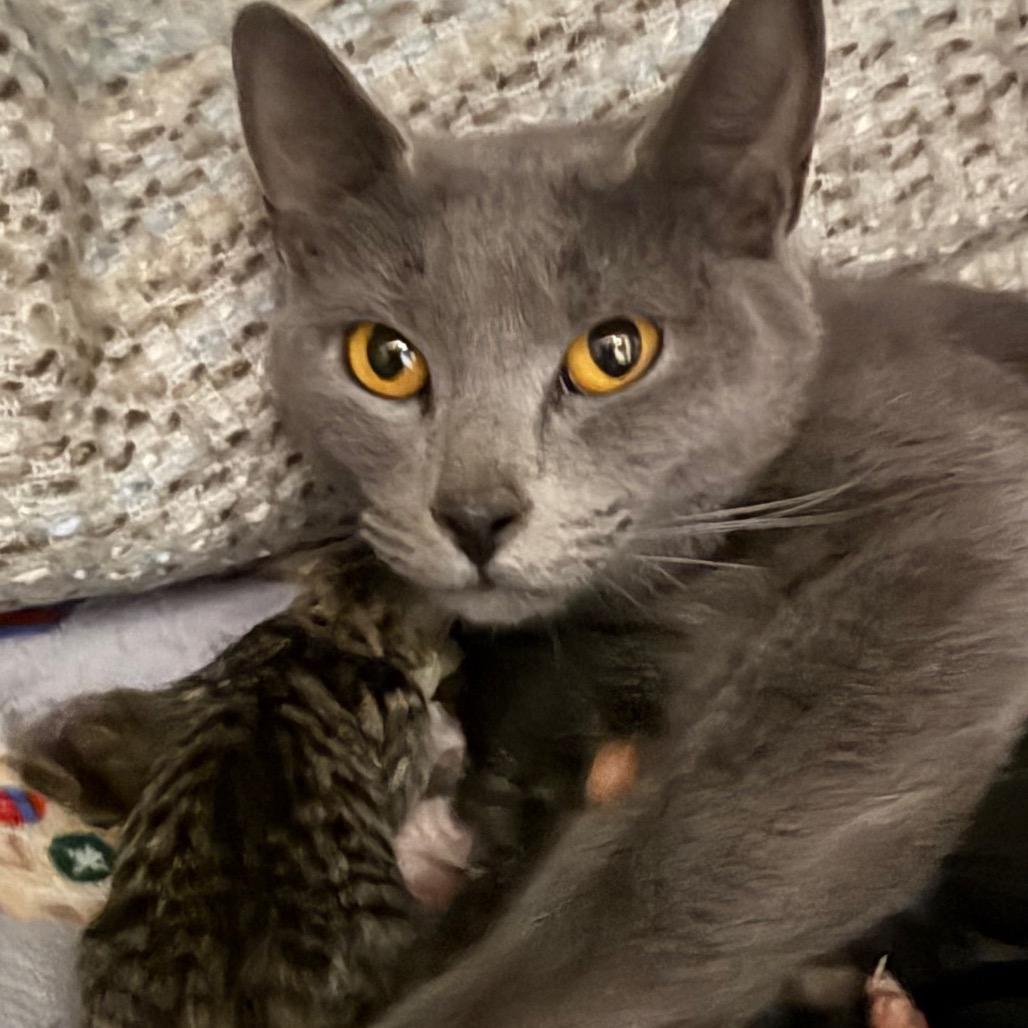 Enlarge Cleopatra, a Adoptable Domestic Short Hair in Marshall, VA image 2/3