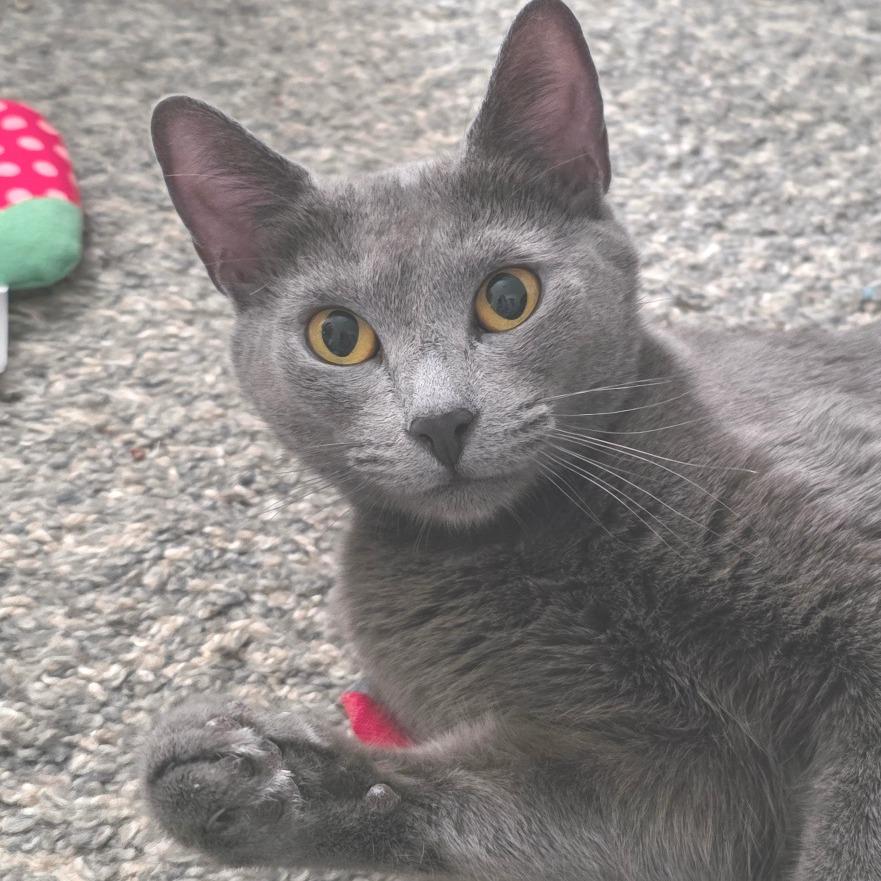 Enlarge Cleopatra, a Adoptable Domestic Short Hair in Marshall, VA image 3/3
