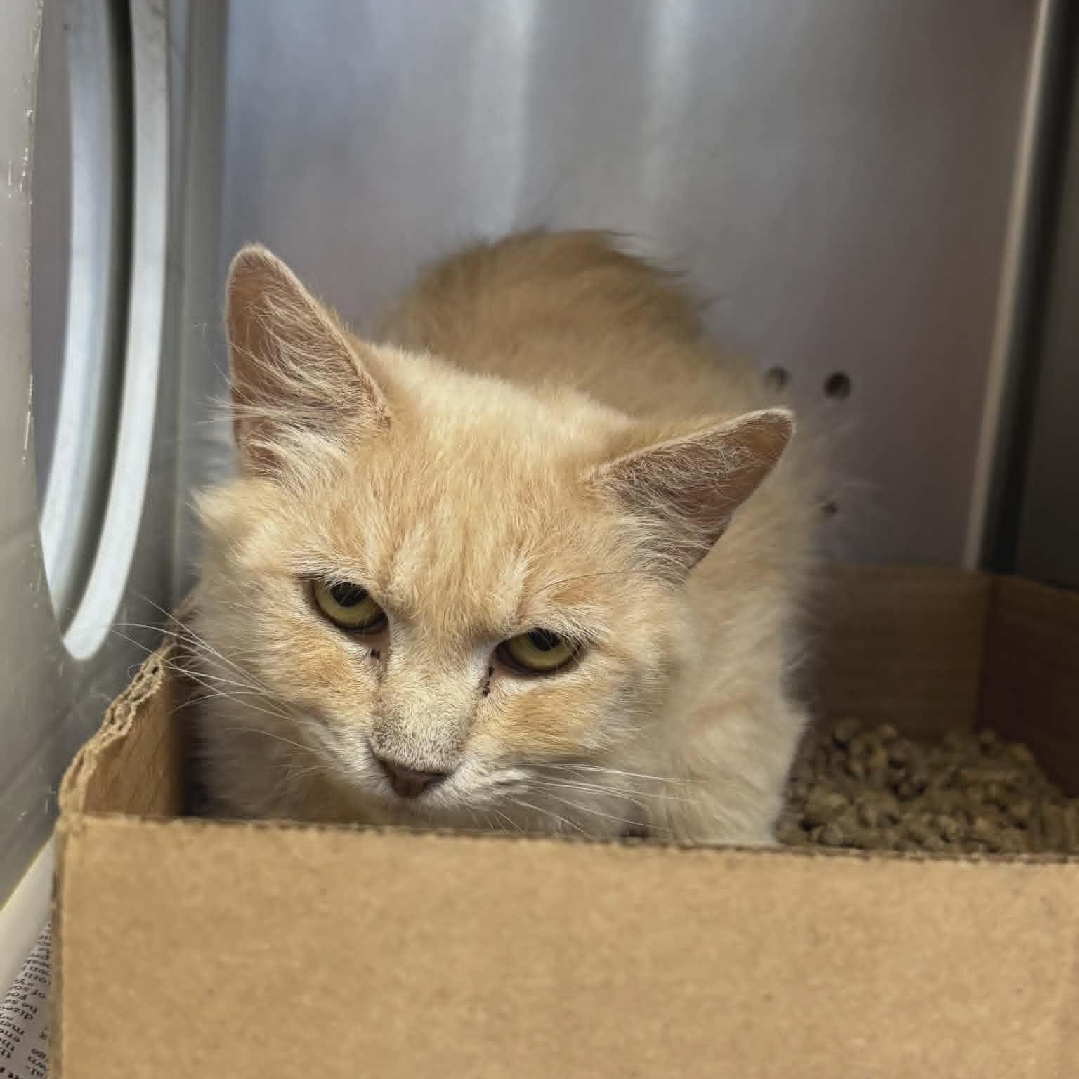 Hortense, an adoptable Domestic Long Hair in Orange, VA image 1/4