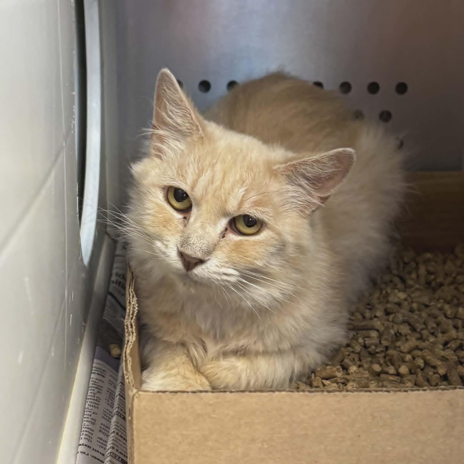 Hortense, an adoptable Domestic Long Hair in Orange, VA image 2/4