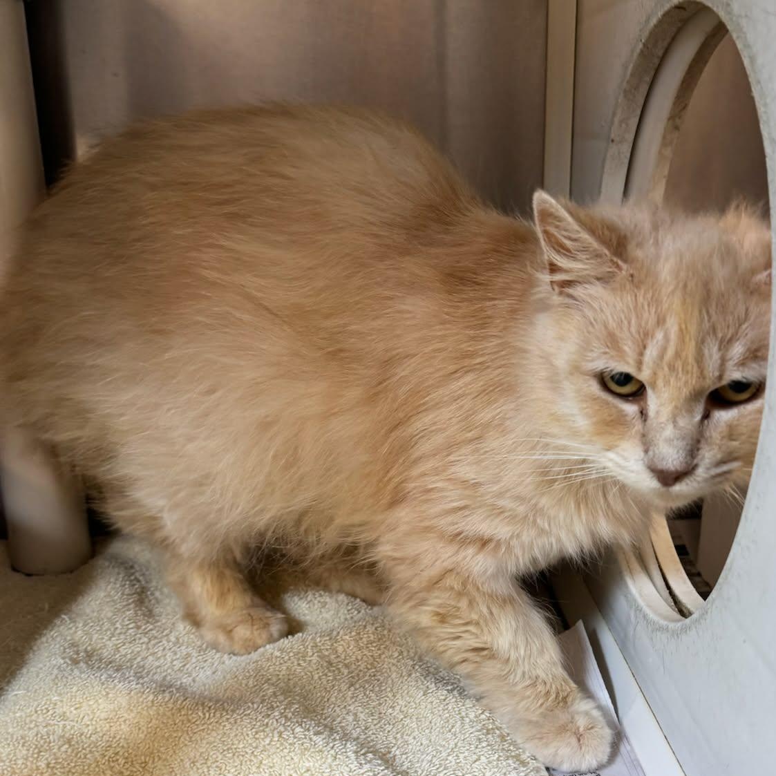 Hortense, an adoptable Domestic Long Hair in Orange, VA image 3/4