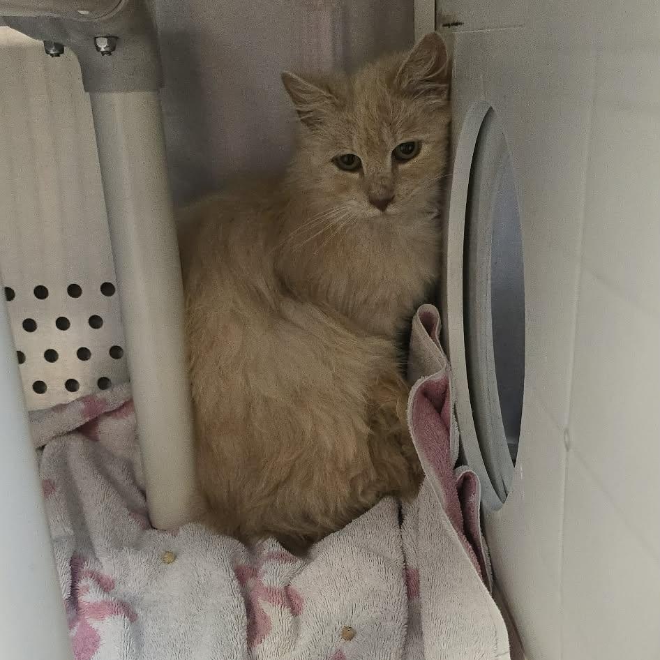 Hortense, an adoptable Domestic Long Hair in Orange, VA image 4/4