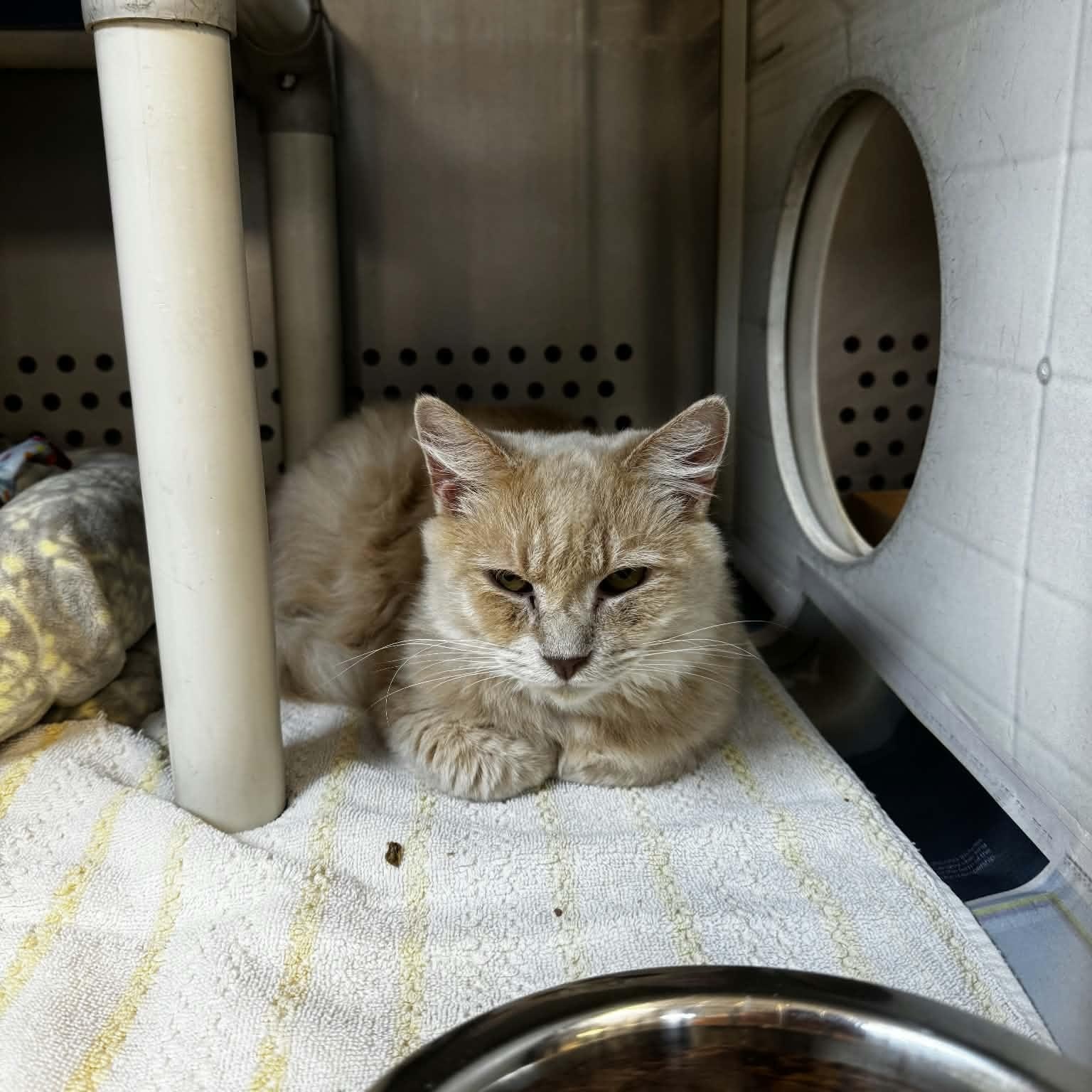 Hortense, adoptable, Adult Female Domestic Long Hair.