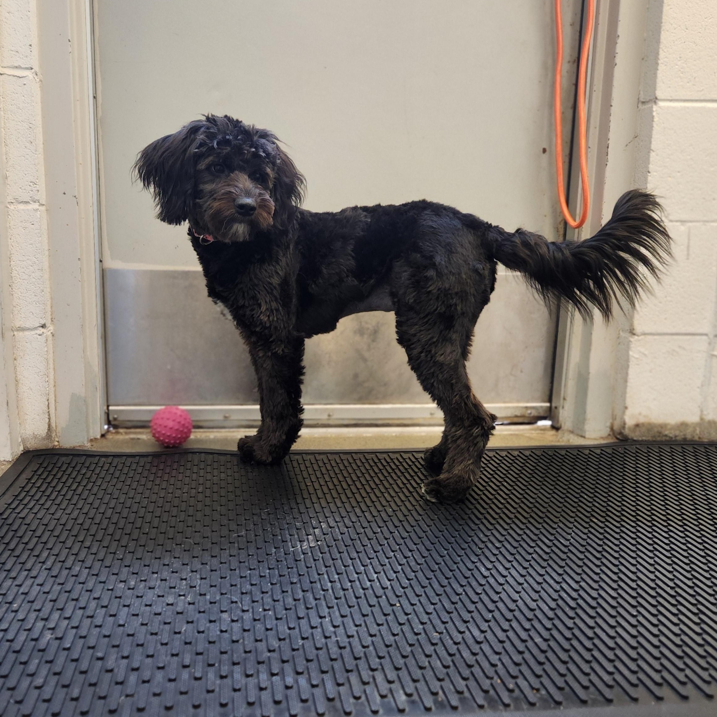 Luna, adopted, Young Female Miniature Poodle.