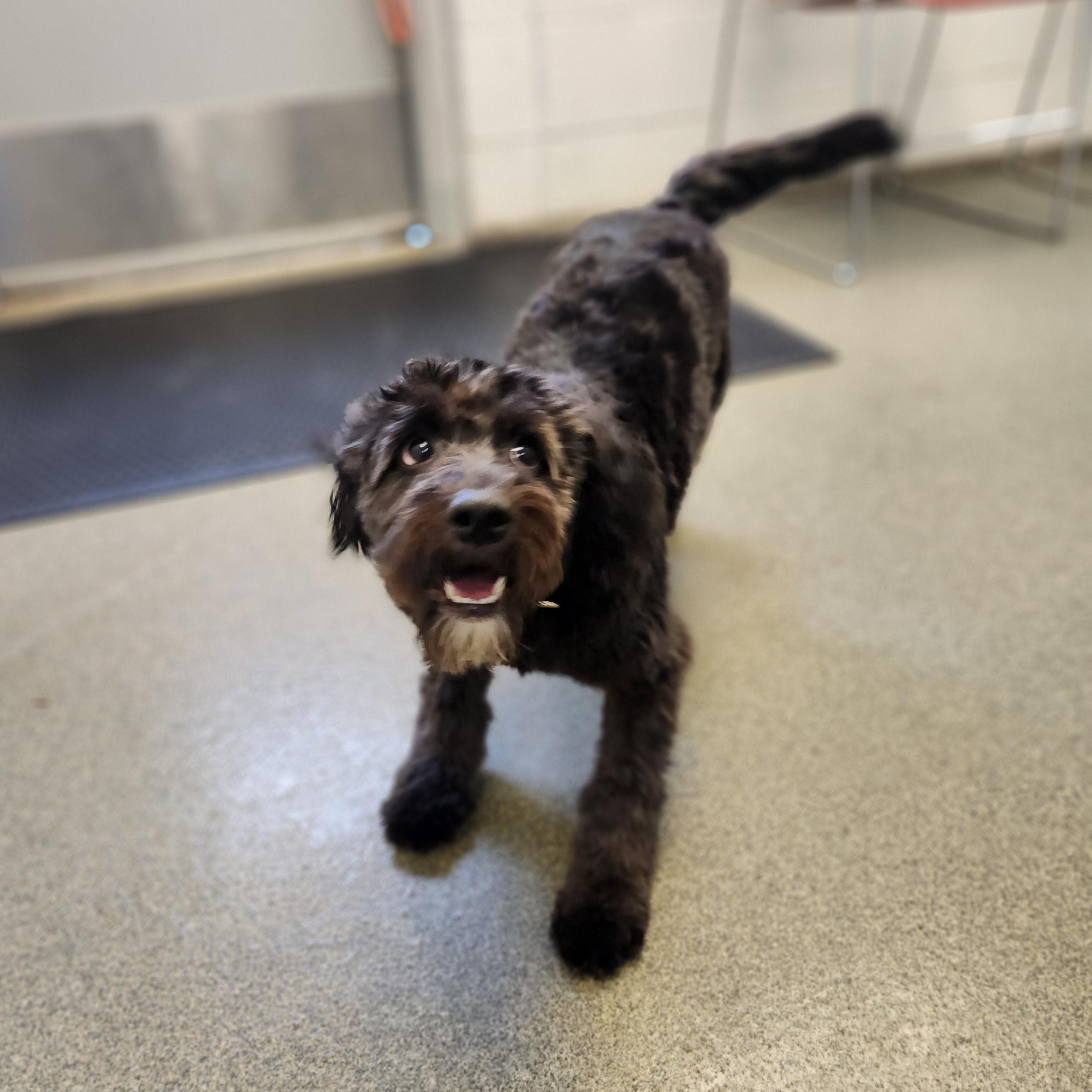 Enlarge Luna, an adopted mixed breed in Mount Pleasant, MI image 3/5