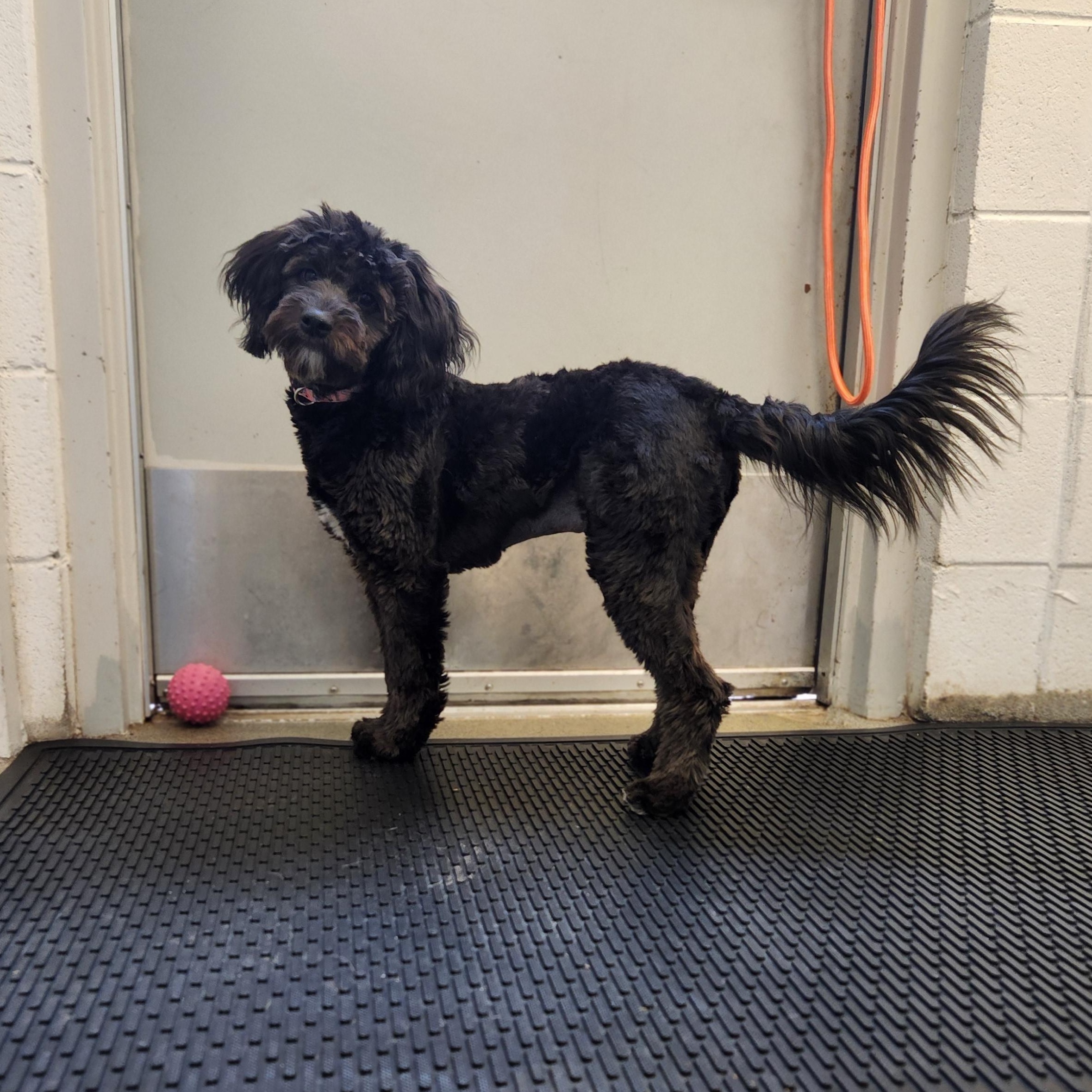 Enlarge Luna, an adopted mixed breed in Mount Pleasant, MI image 4/5