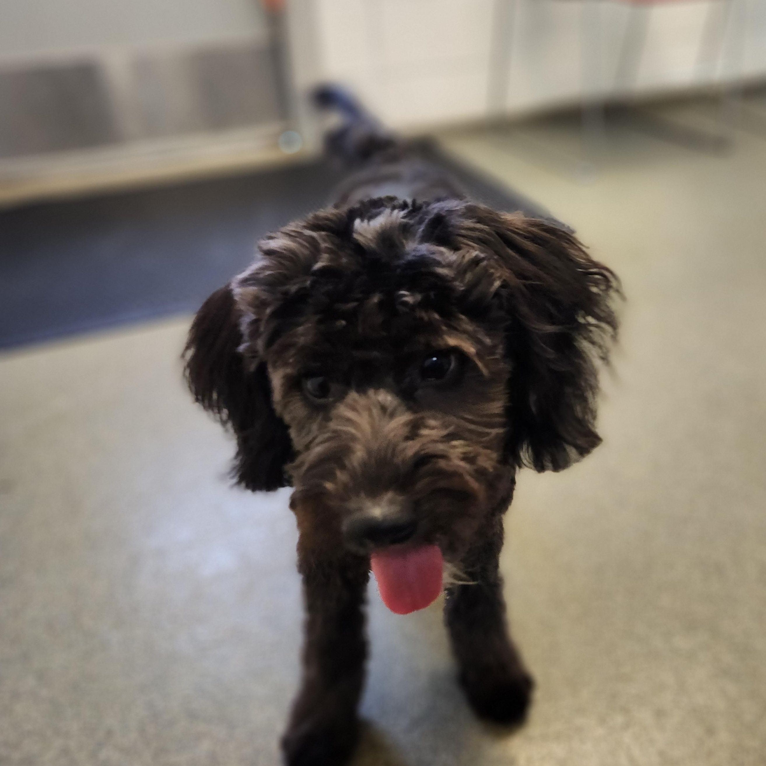 Enlarge Luna, an adopted mixed breed in Mount Pleasant, MI image 2/5