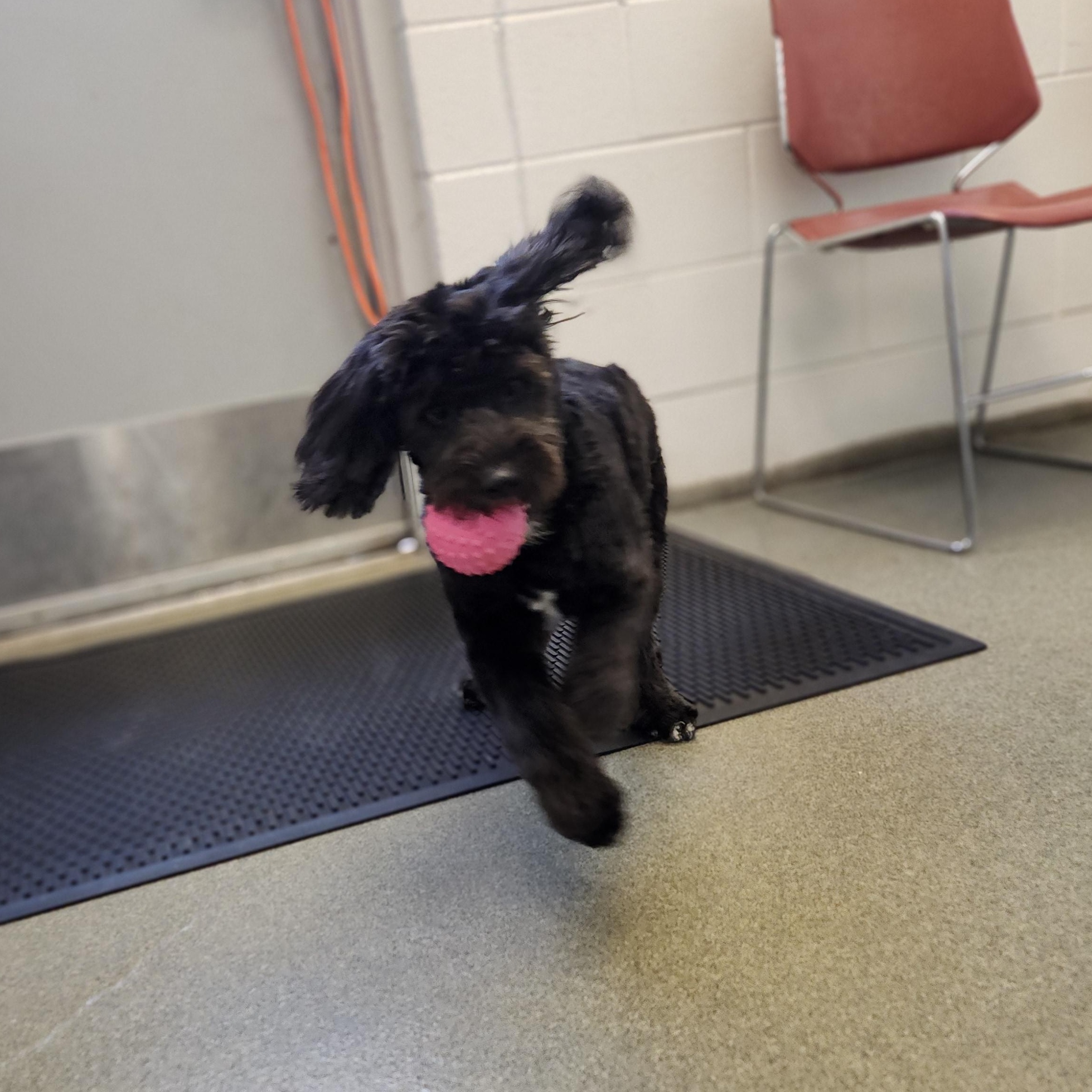 Enlarge Luna, an adopted mixed breed in Mount Pleasant, MI image 5/5