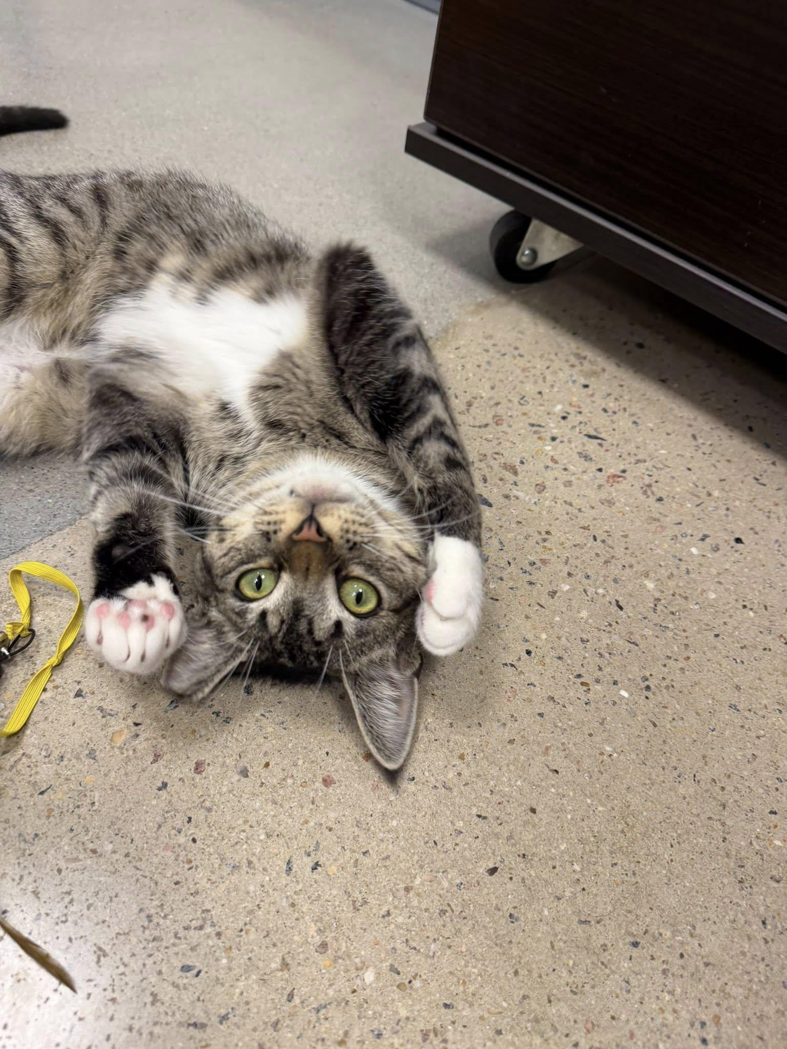 Enlarge Flipper, a ADOPTABLE Domestic Short Hair in Apex, NC image 4/6