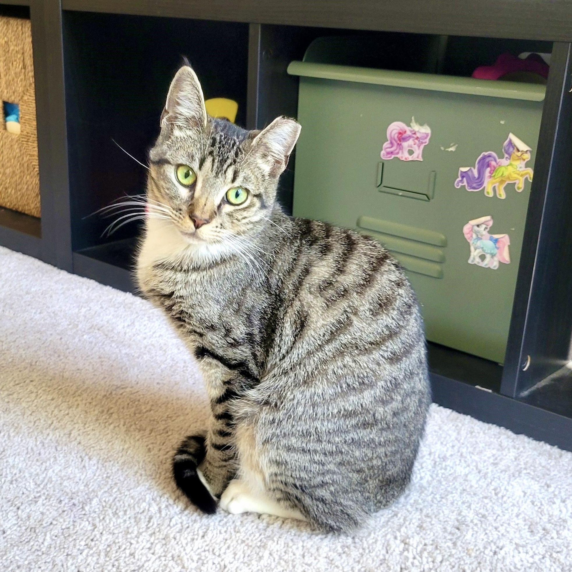 Enlarge Flipper, a ADOPTABLE Domestic Short Hair in Apex, NC image 5/6