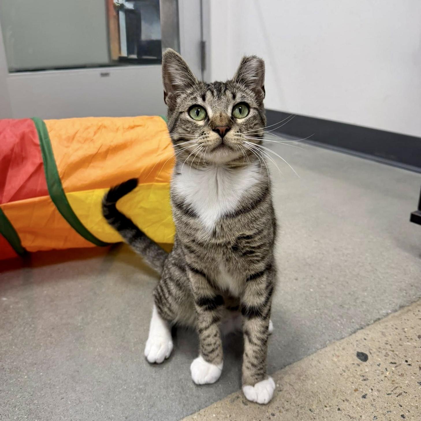 Enlarge Flipper, a ADOPTABLE Domestic Short Hair in Apex, NC image 3/6